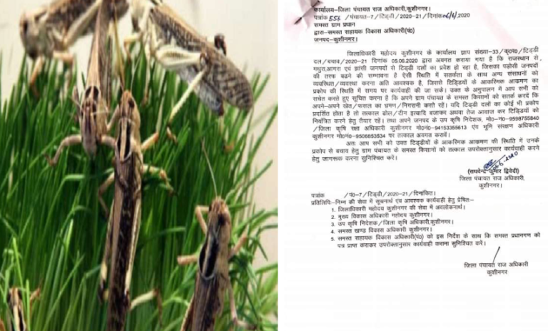 कुशीनगर में टिड्डी दल से बचाव के लिये आवश्यक दिशा निर्देश डीपीआरओ कार्यालय से जारी…
