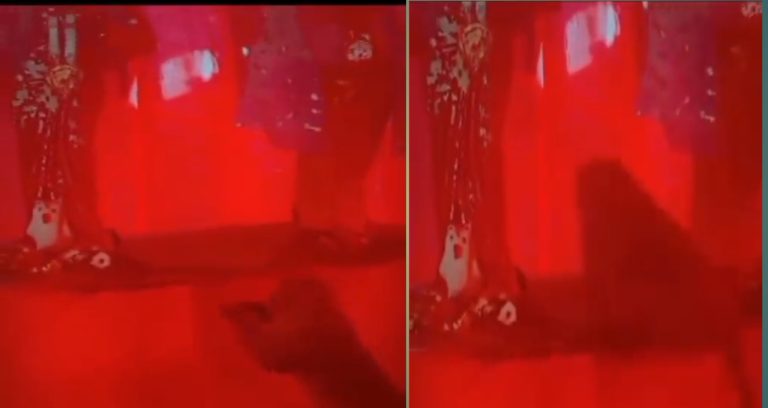 कुशीनगर में मां दुर्गा पंडाल में पहुँचे बंदर ने प्रणाम कर लिया प्रसाद, विडियो वायरल