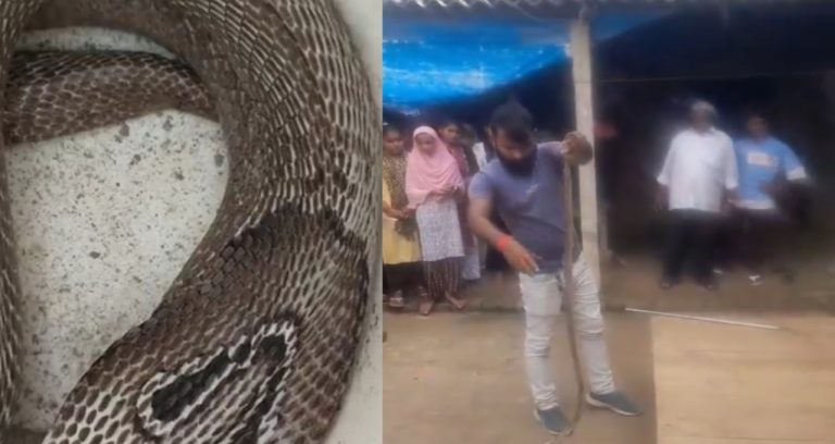 कुशीनगर: एक ही घर से 25 कोबरा नस्ल के सांपों का रेस्क्यू, निर्माण कार्य के दौरान हुआ खुलासा